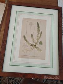 illustrazione botanica