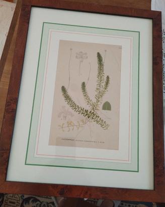 illustrazione botanica