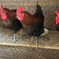 Galline miste