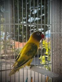 Coppia Agapornis Personatus