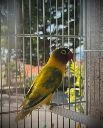 Coppia Agapornis Personatus