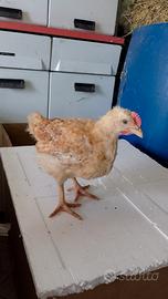 Galline pulcini Pollastri