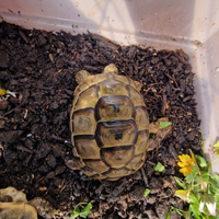Tartaruga