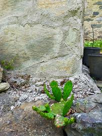 Pianta opuntia nana resistente