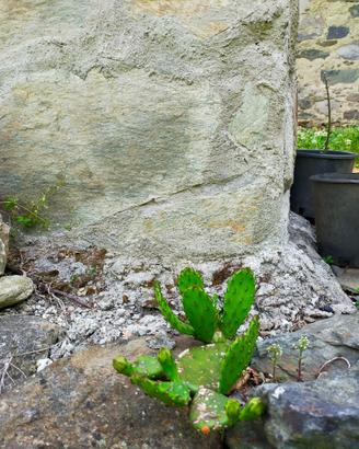 Pianta opuntia nana resistente, fico, nespolo