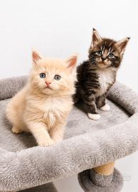 Maine coon cuccioli