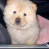 Cuccioli chow chow M e F