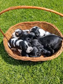 Cuccioli di Cocker Spaniel Inglese