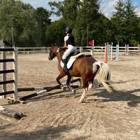 Mezza fida pony