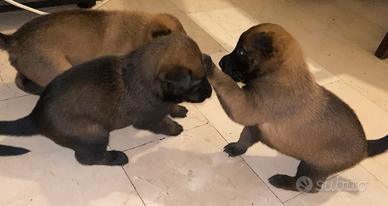 Cucciolo pastore belga Malinois
