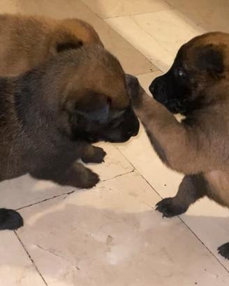 Cucciolo pastore belga Malinois
