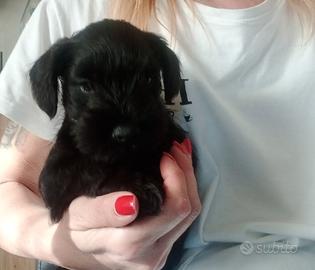 Schnauzer nano