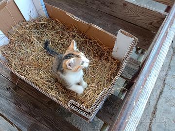 Gattina