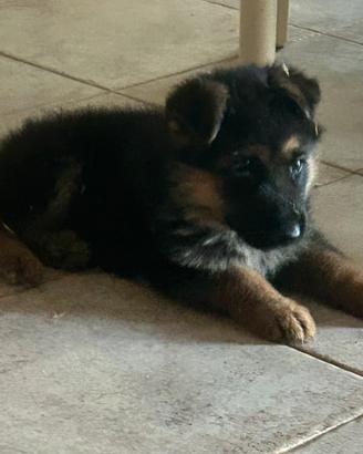 Cucciolo pastore tedesco
