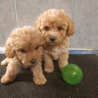 Maltipoo cuccioli