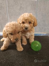 Maltipoo cuccioli