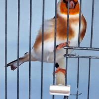 Coppia Cardellini Mayor 2025