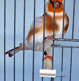 Coppia Cardellini Mayor 2025