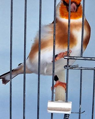 Coppia Cardellini Mayor 2025