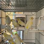 Canarini mosaici gialli