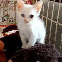 Delia gattina 3 mesi con occhio velato