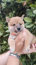 cuccioli di SHIBA Inu  con pedigree 