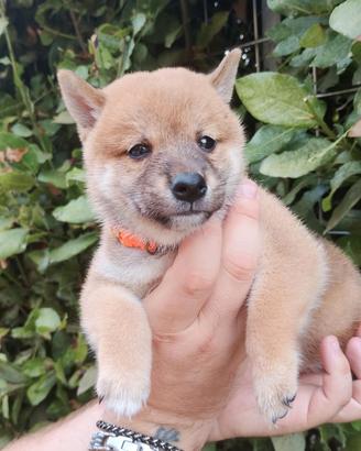 cuccioli di SHIBA Inu  con pedigree 