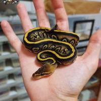 Pitone Reale - Stranger Cypress