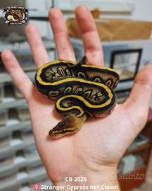 Pitone Reale - Stranger Cypress