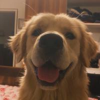 Golden Retriever da monta