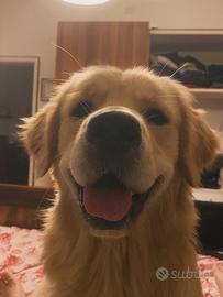 Golden Retriever da monta