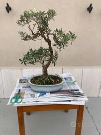Bonsai