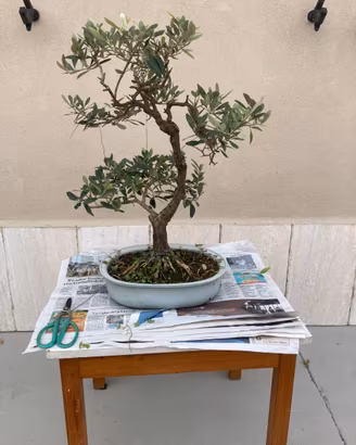 Bonsai