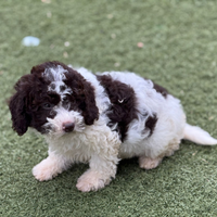 Lagotto romagnolo