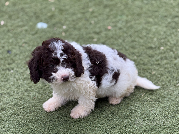 Lagotto romagnolo