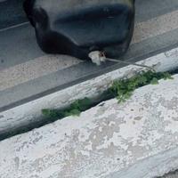 Serbatoio vespa 50 special