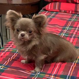 Chihuahua per accoppiamento