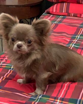 Chihuahua per accoppiamento