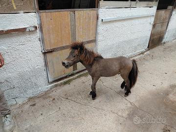 Pony Falabella