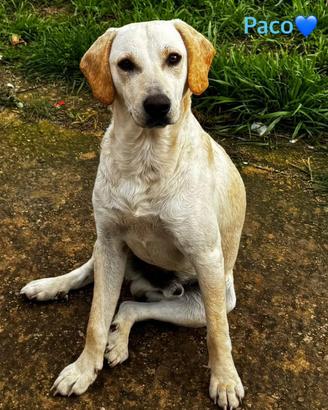 Paco