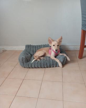 Azzurra