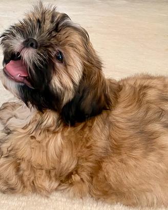 Shih Tzu Maschio cucciolo pronto 11.9 Ringo
