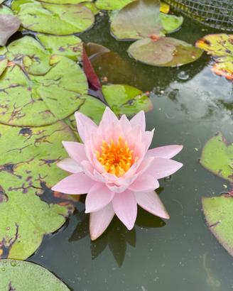 Piante acquatiche e tappezzanti