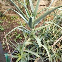 Piante Aloe Arborescens in vaso GRANDE