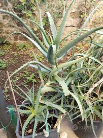 Piante Aloe Arborescens in vaso GRANDE