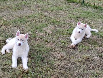Siberian husky cuccioli pronta consegna