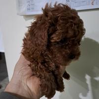 Barboncino mini toy red