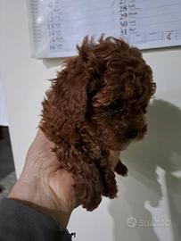 Barboncino mini toy red