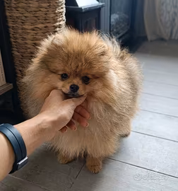 Spitz pomerania