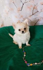 Chihuahua pelo lungo maschietto cucciolo
